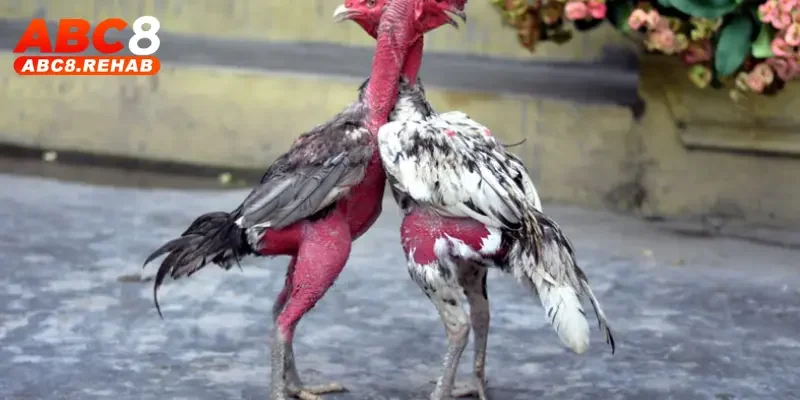 An Trường Võ đối đầu Phát Cà Mau