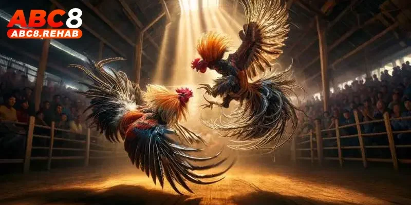 Casino Đá Gà C1 ABC8 – Đỉnh Cao Giải Trí Cá Cược 2025 4 Bí quyết cá cược hiệu quả tại Casino Đá Gà C1