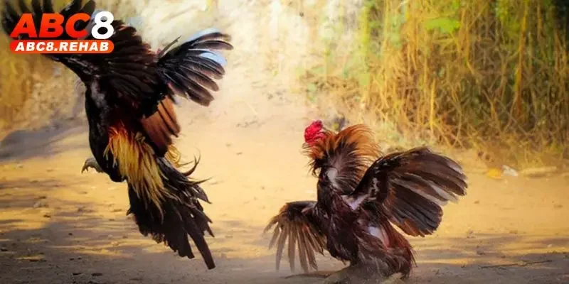 Bí quyết chiến thắng khi tham gia cá cược đá gà đòn Thái Lan