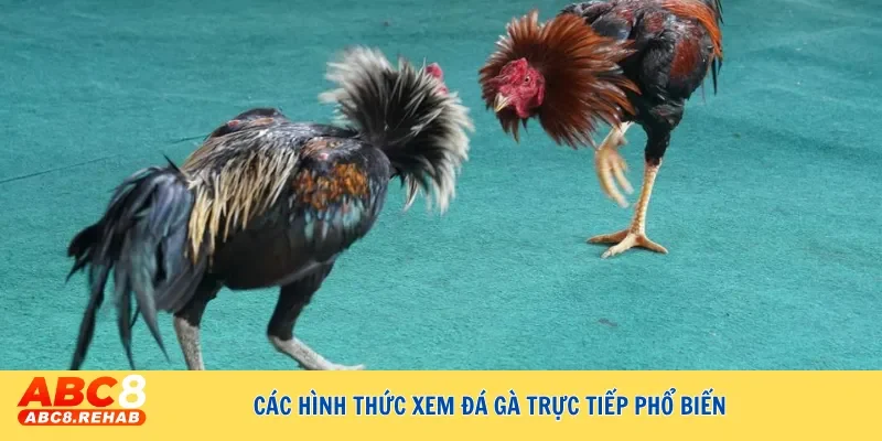 Coi đá gà trực tiếp – Xem các trận đấu kịch tính nhất 2 Các hình thức xem đá gà trực tiếp phổ biến
