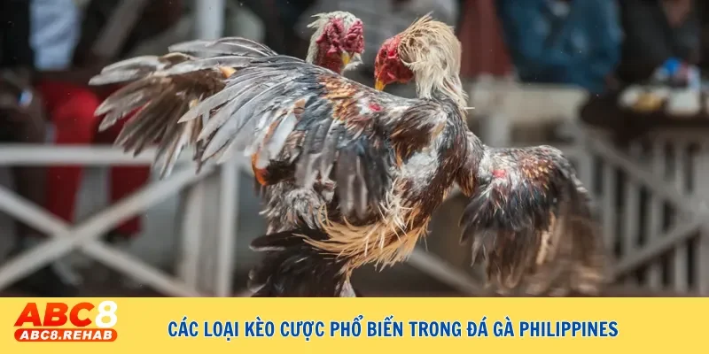Giải mã sức hút của đá gà Philippines trong giới đam mê 4 Các loại kèo cược phổ biến trong đá gà Philippines