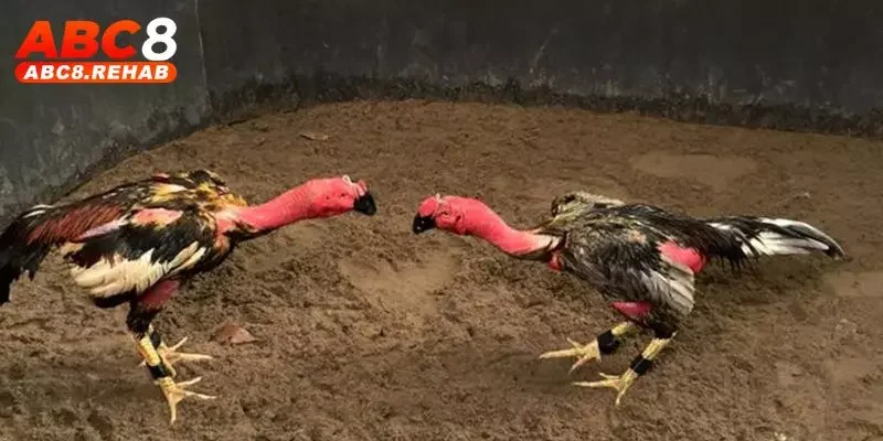 Các yếu tố tạo ra những trận đá gà siêu kinh điển