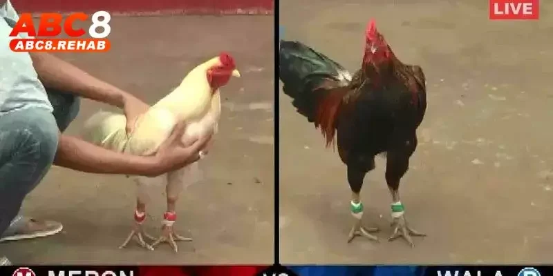 Trang Đá Gà Mạng Uy Tín ABC8 – Trải Nghiệm Hàng Đầu 4 Chọn một trận đấu thực yêu thích và đặt cược