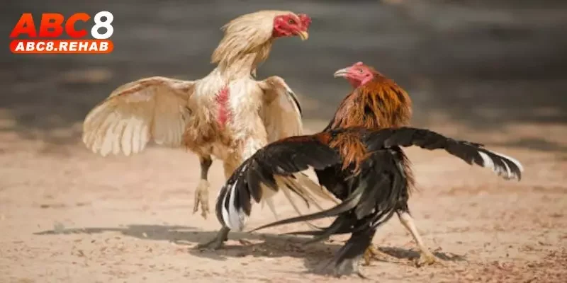 Đá Gà Bình Luận - Mãn Nhãn Với Những Cú Ra Đòn Đẳng Cấp 5 da ga binh luan