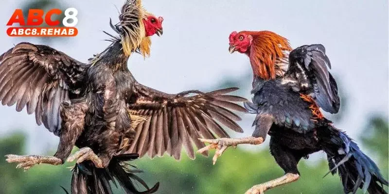 Đá Gà Live ABC8 - Trải Nghiệm Kịch Tính Và Đầy Hấp Dẫn 3 da ga live