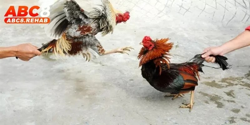 Đá Gà Miền Tây - Tất Tần Tật Thông Tin Hay Từ ABC8 6 da ga mien tay