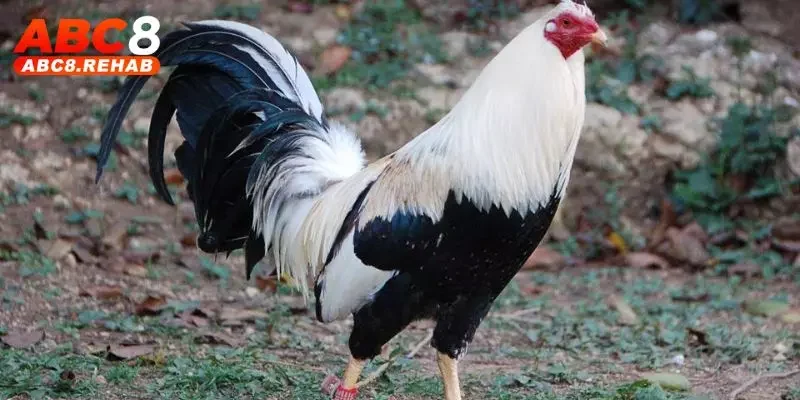 Đá Gà Mỹ ABC8 – Trải Nghiệm Những Trận Đấu Đỉnh Cao 1 da ga my