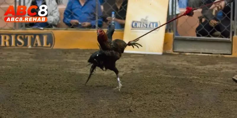 Đá Gà Peru ABC8 – Cuộc Chiến Nảy Lửa, Hấp Dẫn Nhất 1 da ga peru