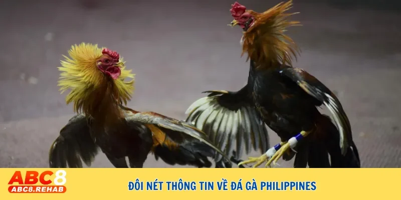 Giải mã sức hút của đá gà Philippines trong giới đam mê 2 Đôi nét thông tin về đá gà Philippines