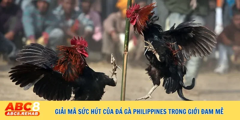 Giải mã sức hút của đá gà Philippines trong giới đam mê 7 giai ma suc hut cua da ga philippines trong gioi dam me