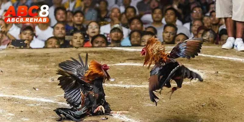 Trang Đá Gà Mạng Uy Tín ABC8 – Trải Nghiệm Hàng Đầu 3 Giao diện cực dễ sử dụng