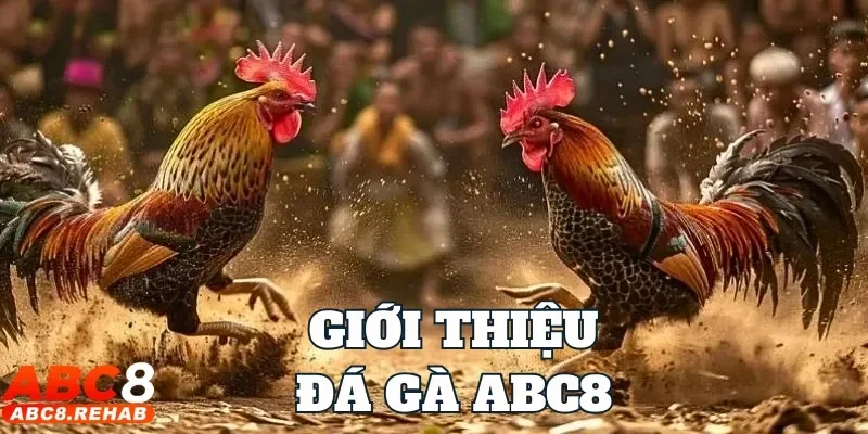 Đá Gà abc8 2 Thành viên chọn vào mục đá gà để lựa chọn sảnh chơi
