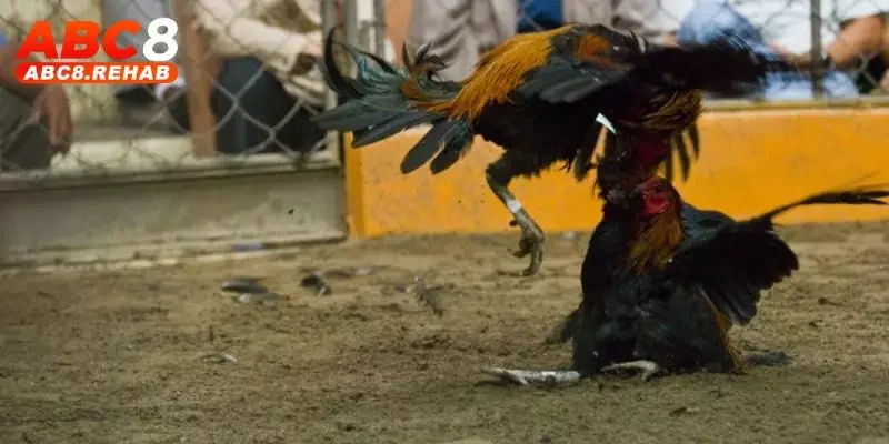 Đá Gà Peru ABC8 – Cuộc Chiến Nảy Lửa, Hấp Dẫn Nhất 2 Giới thiệu đá gà Peru