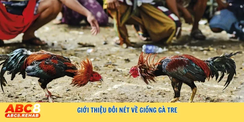 Đá gà tre - Luật chơi và các hình thức đá gà phổ biến nhất 2 Giới thiệu đôi nét về giống gà tre