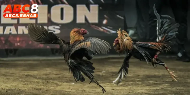 Casino Đá Gà C1 ABC8 – Đỉnh Cao Giải Trí Cá Cược 2025 2 Giới thiệu về Casino đá gà C1