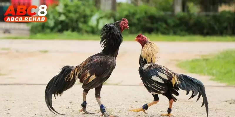 Đá Gà Miền Tây - Tất Tần Tật Thông Tin Hay Từ ABC8 3 Giống Cao Lãnh