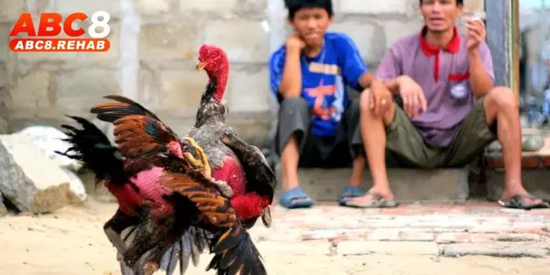 Hôm nay đá gà màu gì ngon, mẹo chọn chiến kê