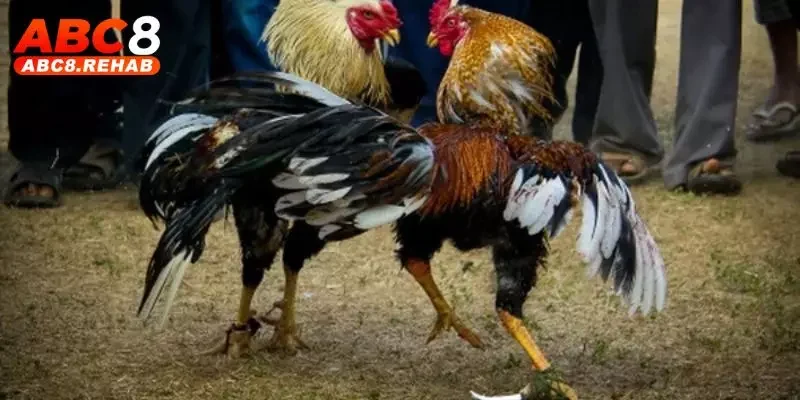 Hôm Nay Đá Gà Màu Gì Ngon - Mẹo Xem Màu Chuẩn Từ ABC8 7 hom nay da ga mau gi ngon