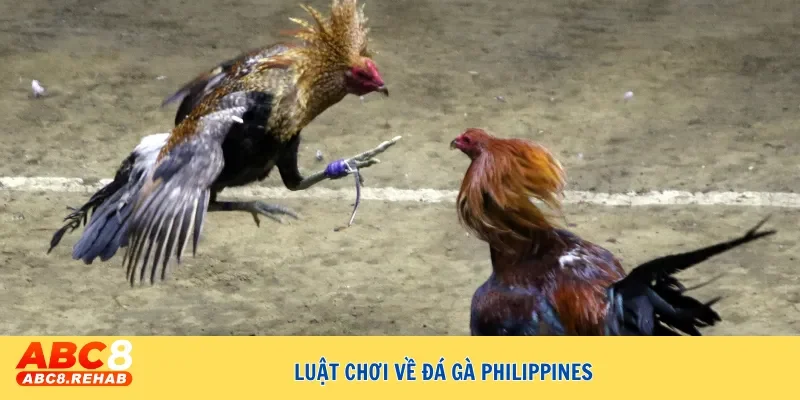 Giải mã sức hút của đá gà Philippines trong giới đam mê 3 Luật chơi cơ bản của chọi gà Philippines