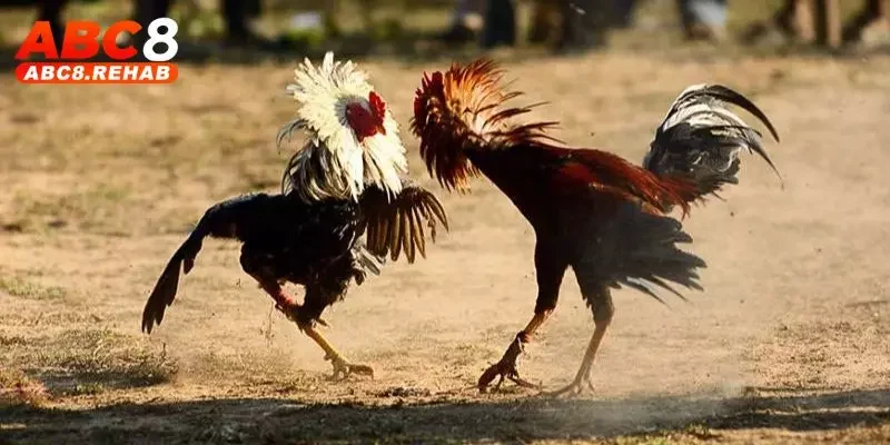 Đá Gà Miền Tây - Tất Tần Tật Thông Tin Hay Từ ABC8 4 Những sai lầm thường gặp khi chơi đá gà mà thành viên hay mắc phải