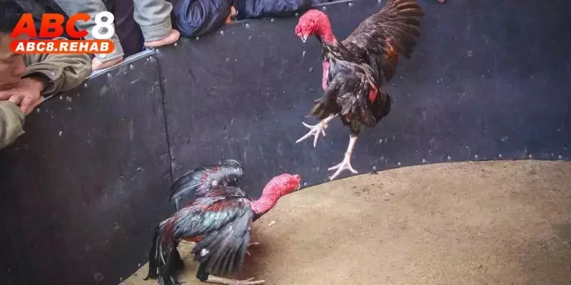 Những Trận Đá Gà Siêu Kinh Điển – Màn So Tài Đỉnh Cao ABC8 4 nhung tran da ga sieu kinh dien