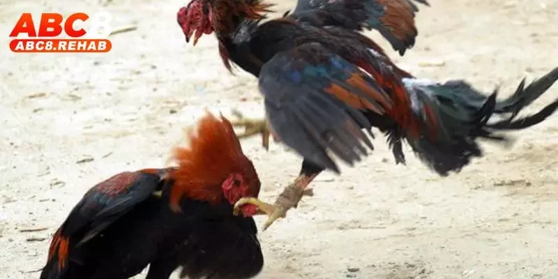 Đá Gà Miền Tây - Tất Tần Tật Thông Tin Hay Từ ABC8 2 Nơi quy tụ nhiều chiến kê chất lượng, mạnh mẽ