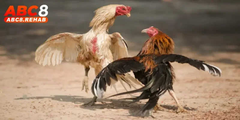 Casino Đá Gà C1 ABC8 – Đỉnh Cao Giải Trí Cá Cược 2025 3 Quy tắc thả chiến kê trong Casino đá gà C1