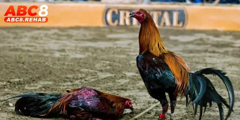 Đá Gà Peru ABC8 – Cuộc Chiến Nảy Lửa, Hấp Dẫn Nhất 3 Quy tắc thắng bại