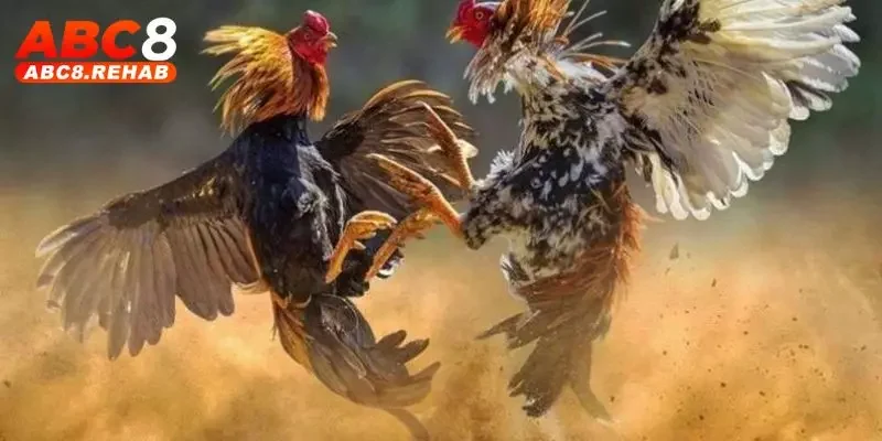 Coi Ngày Đá Gà - Hướng Dẫn Cách Xem Chuẩn Xác Tại ABC8 2 Tăng may mắn