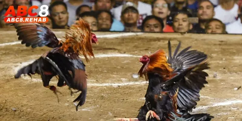 Đá Gà Peru ABC8 – Cuộc Chiến Nảy Lửa, Hấp Dẫn Nhất 4 Theo dõi tỷ lệ cược