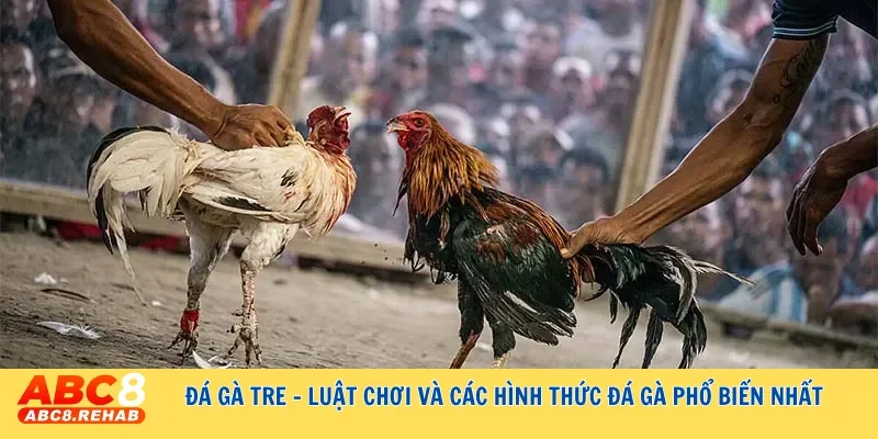 Đá gà tre - Luật chơi và các hình thức đá gà phổ biến nhất 6 tim hieu luat choi va hinh thuc cuoc cua da ga tre