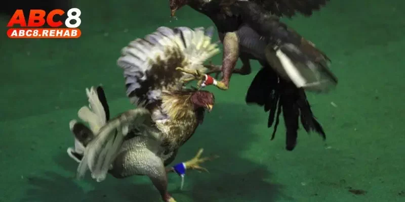 Tổng quan về đá gà đòn Thái Lan