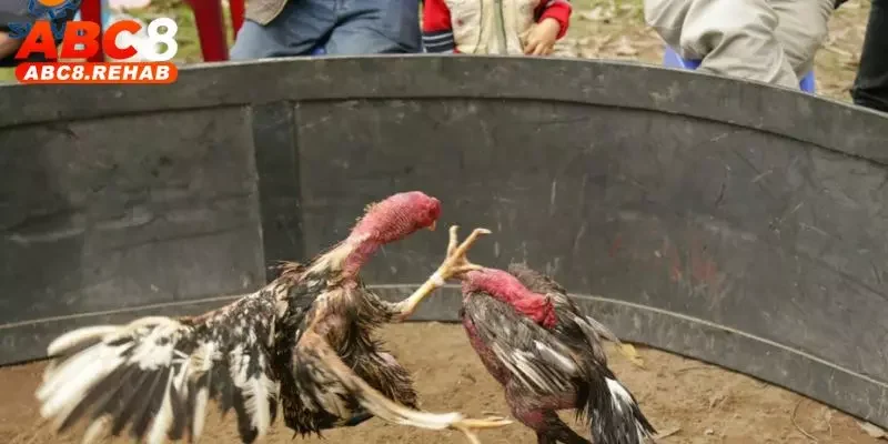 Trận đá gà cựa dao tại sân vận động quận 2