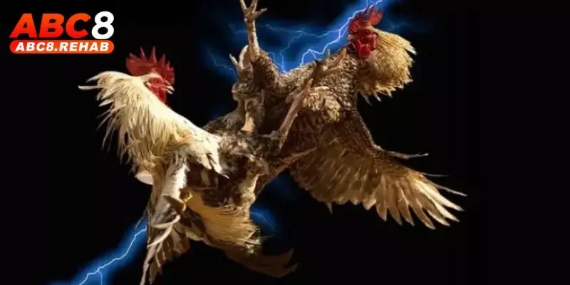 Trang Đá Gà Mạng Uy Tín ABC8 – Trải Nghiệm Hàng Đầu 2 trang da ga mang uy tin